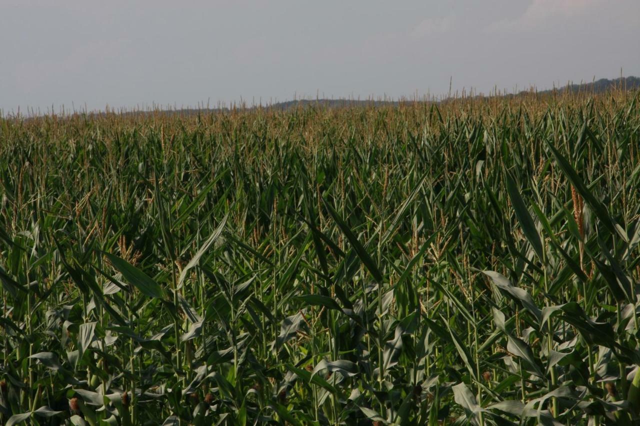 ماكساريسه Il Silos المظهر الخارجي الصورة